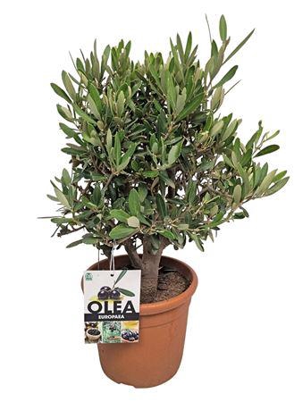 <h4>Olea Europaea Bush - 1241</h4>