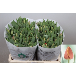 Tulipa si ad rem
