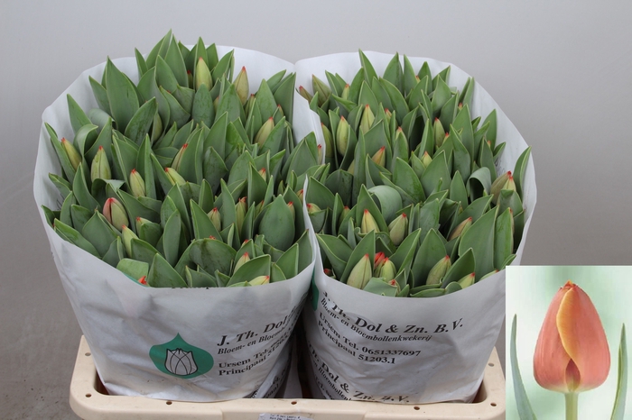 <h4>Tulipa si ad rem</h4>
