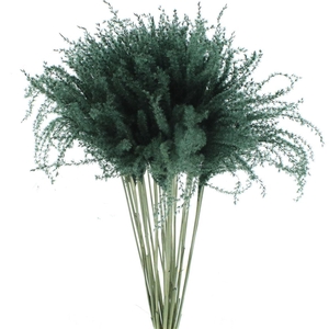 Dried Stipa Feather Black
