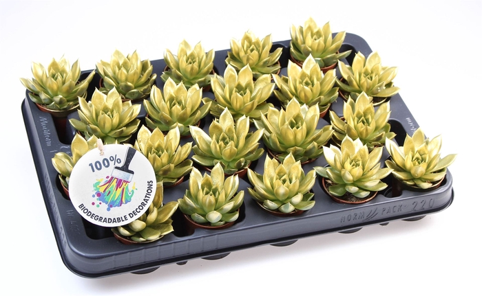 <h4>Echeveria  'Miranda'</h4>