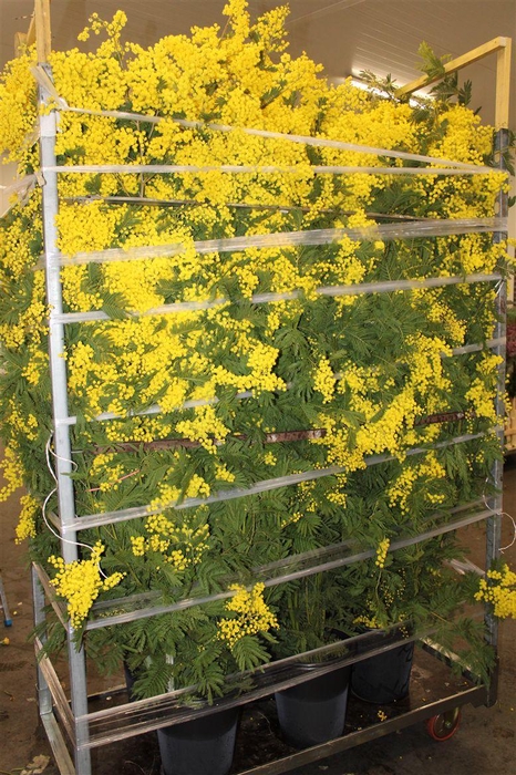 Mimosa Long 200cm P Stem
