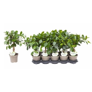 Ficus microcarpa 'Maya'