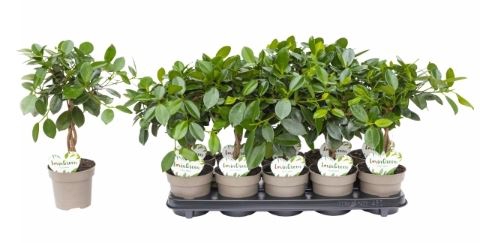 <h4>Ficus microcarpa 'Maya'</h4>