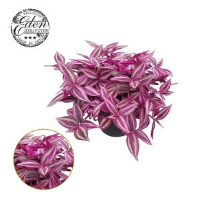 Tradescantia Pink Paradise 10,5cm