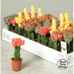 Gymnocalycum mihanovichii Japan mix (Cites) 5,5Ø 1