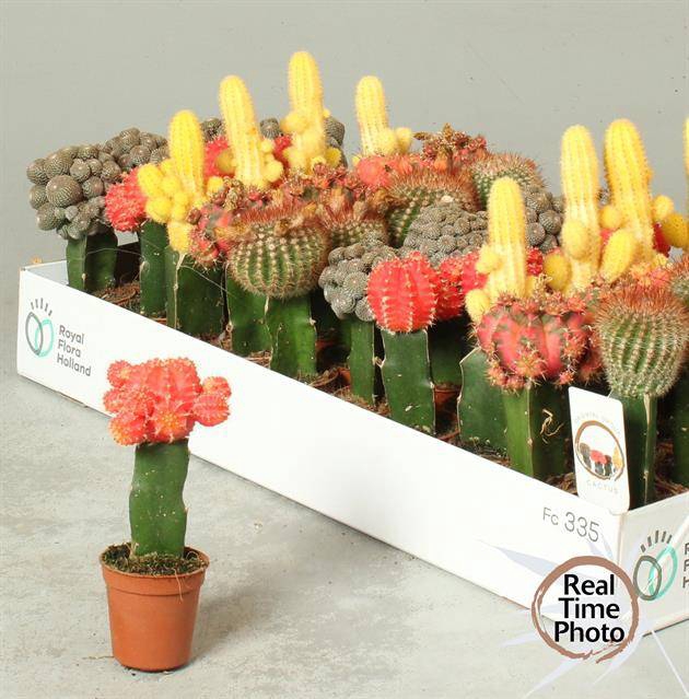 Gymnocalycum mihanovichii Japan mix (Cites) 5,5Ø 1