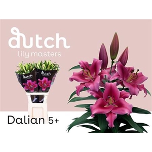 LI OT DALIAN 5
