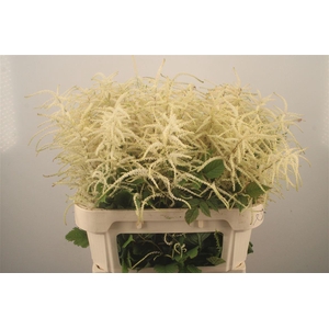 Aruncus Dioicus