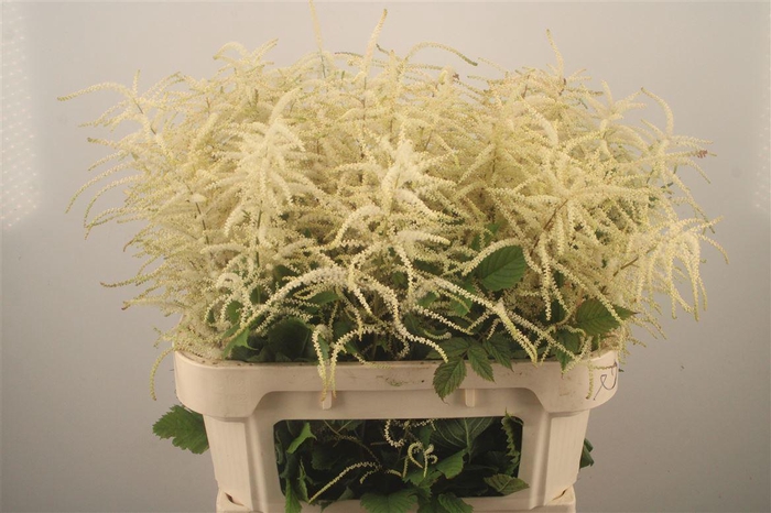 <h4>Aruncus Dioicus</h4>