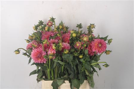 <h4>Dahl Old Pinky</h4>
