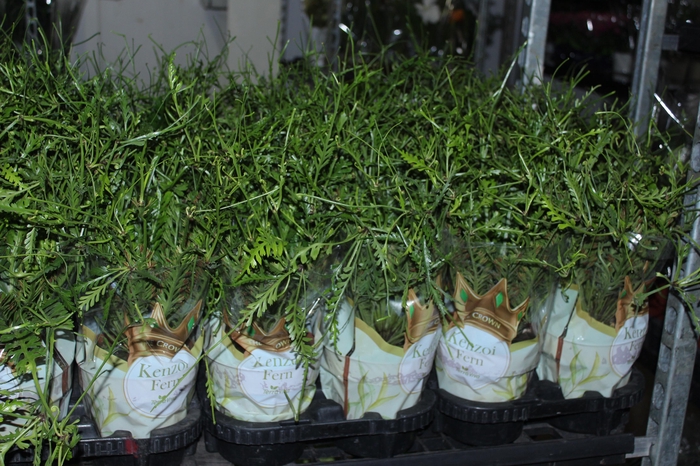 <h4>KENZOI FER P14</h4>