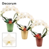 Phalaenopsis boog wit in Mariah met kerstballen bijsteker (Deco-