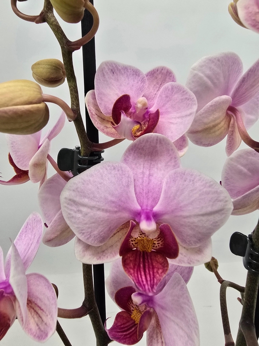 <h4>Limited 17 week 9</h4>