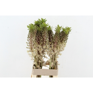 EUCOMIS BRONZE