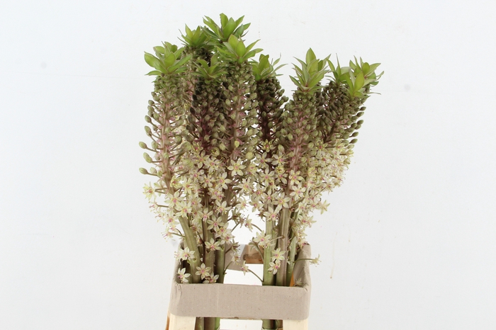 <h4>EUCOMIS BRONZE</h4>