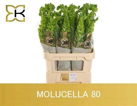 <h4>Moluccella Stuk</h4>