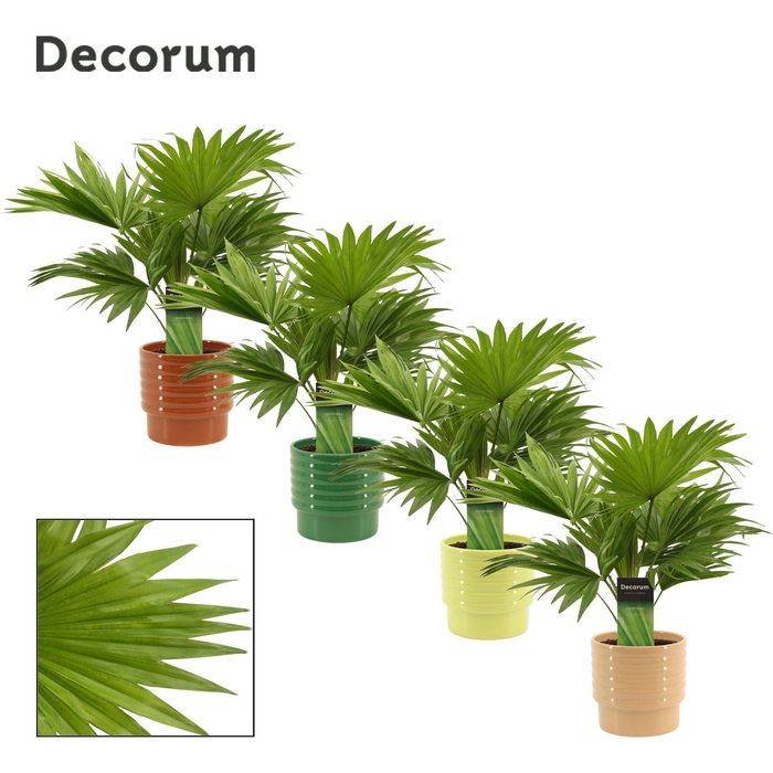 <h4>Livistona Rotundifolia 12 cm in Naemi (Natural bubble-collection</h4>