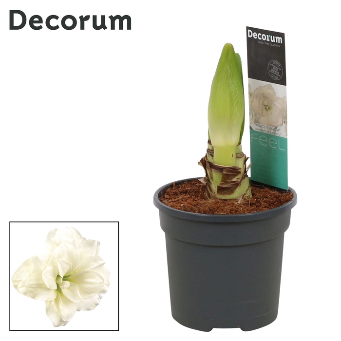 <h4>Amaryllis Alfresco 2 Knop (Decorum)</h4>