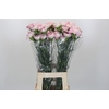 Dianthus St Pixy