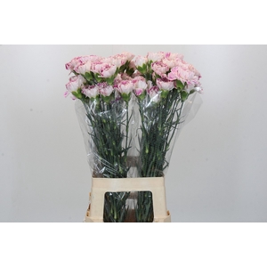 Dianthus St Pixy