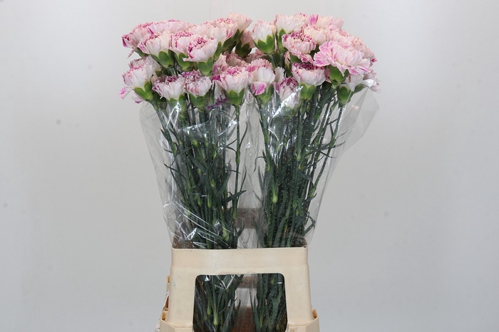 <h4>Dianthus St Pixy</h4>