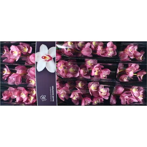 <h4>Cymb Tak Marita x 9</h4>