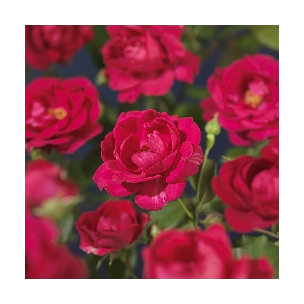 <h4>Rosa 'Paul's Scarlet Climber' +light label</h4>