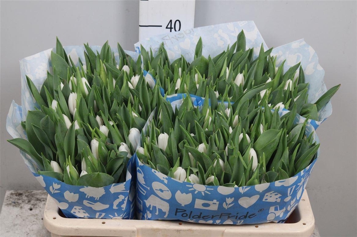 <h4>Tu En Update</h4>