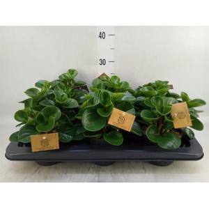 Peperomia obt. 'Green Gold'