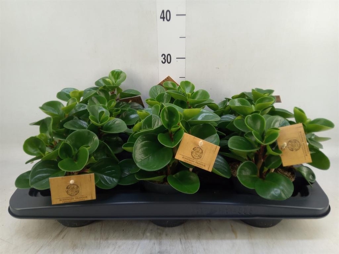 <h4>Peperomia obt. 'Green Gold'</h4>