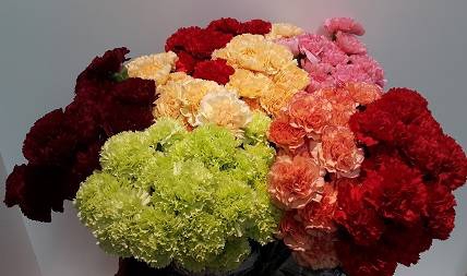 Dianthus St Mix P/Color Wh/Yel/Or/Red/Pink/Bicolor