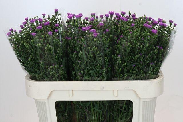 <h4>AST CASAROSA</h4>