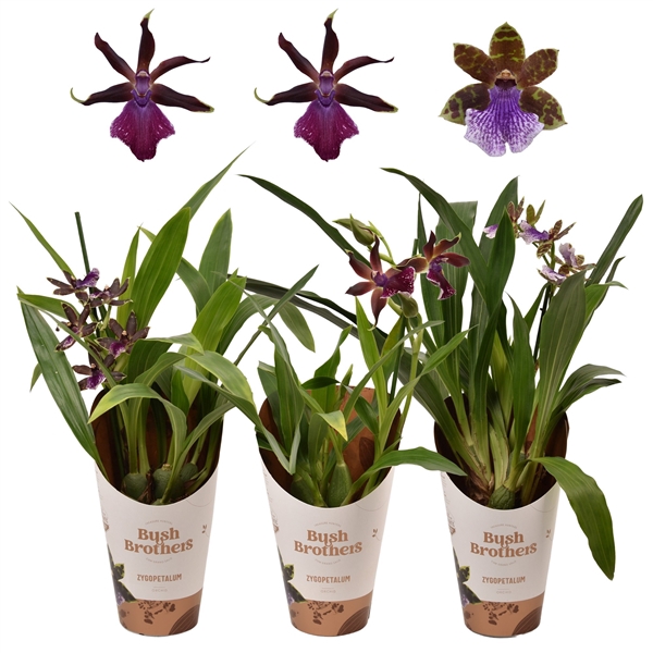 <h4>Zygopetalum 1 tak 5+ knop 12 cm</h4>