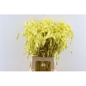 Dried Chasmantium Yellow P Stem