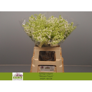 SYR V ENGLER WEISS T