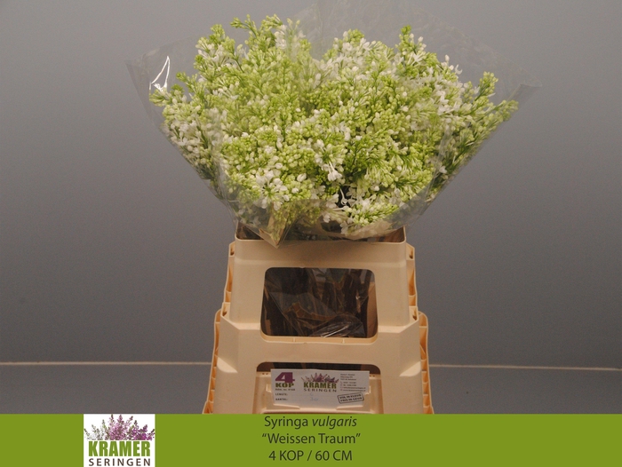 <h4>SYR V ENGLER WEISS T</h4>