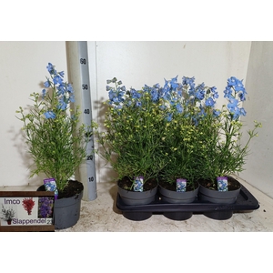 DELP GRANDIFLORUM