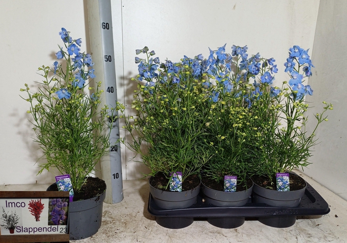 <h4>DELP GRANDIFLORUM</h4>