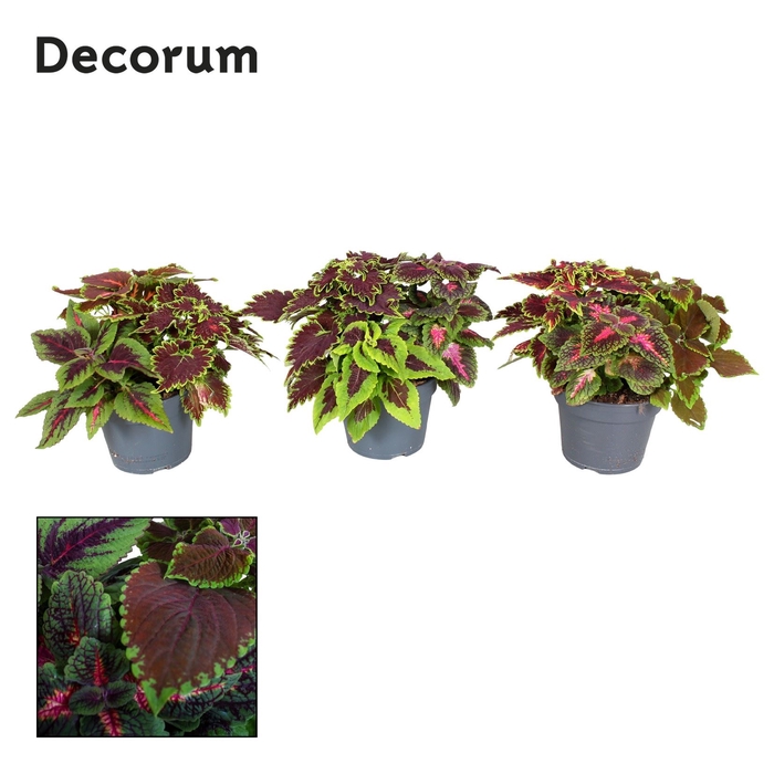 <h4>Plectranthus col.   ...mix 3 in pot</h4>