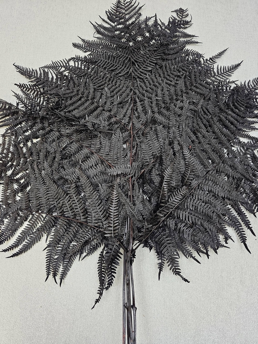 <h4>GESTABILISEERD VAREN ZWART</h4>