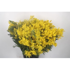 Acacia Mirandol Per Bunch 400 Gram Super