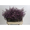 Limonium Safora Pink Sky
