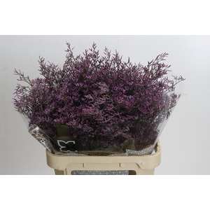 Limonium Safora Pink Sky