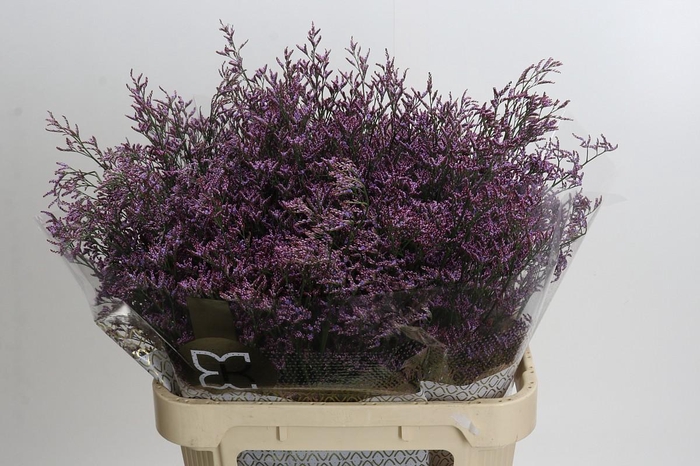 <h4>Limonium Safora Pink Sky</h4>