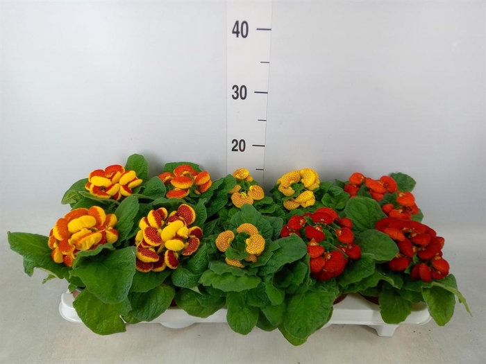 <h4>Calceolaria herbeohybrida</h4>