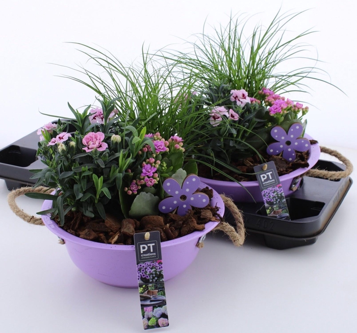 <h4>ARR TUINPLANTEN</h4>