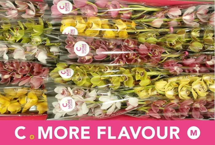 <h4>CYMB MI GEM</h4>