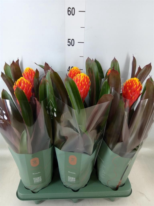 <h4>Guzmania  'Tala'</h4>