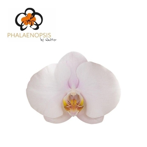 Phalaenopsis  'Alpha'
